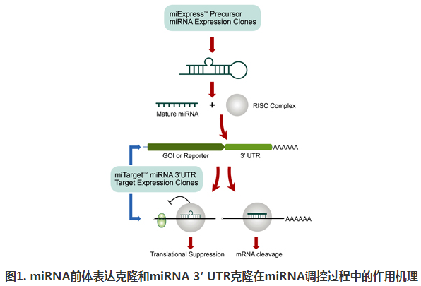miExpress? miRNA前体表达克隆