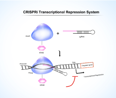 GeneHero? CRISPRi 预制稳转株